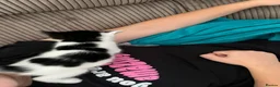 Mixed Breed cats for sale: Mix Angora kittens  - Advert 13
