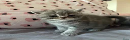 Exotic cats for sale: GCCF Registered Exotic kittens - Advert 6
