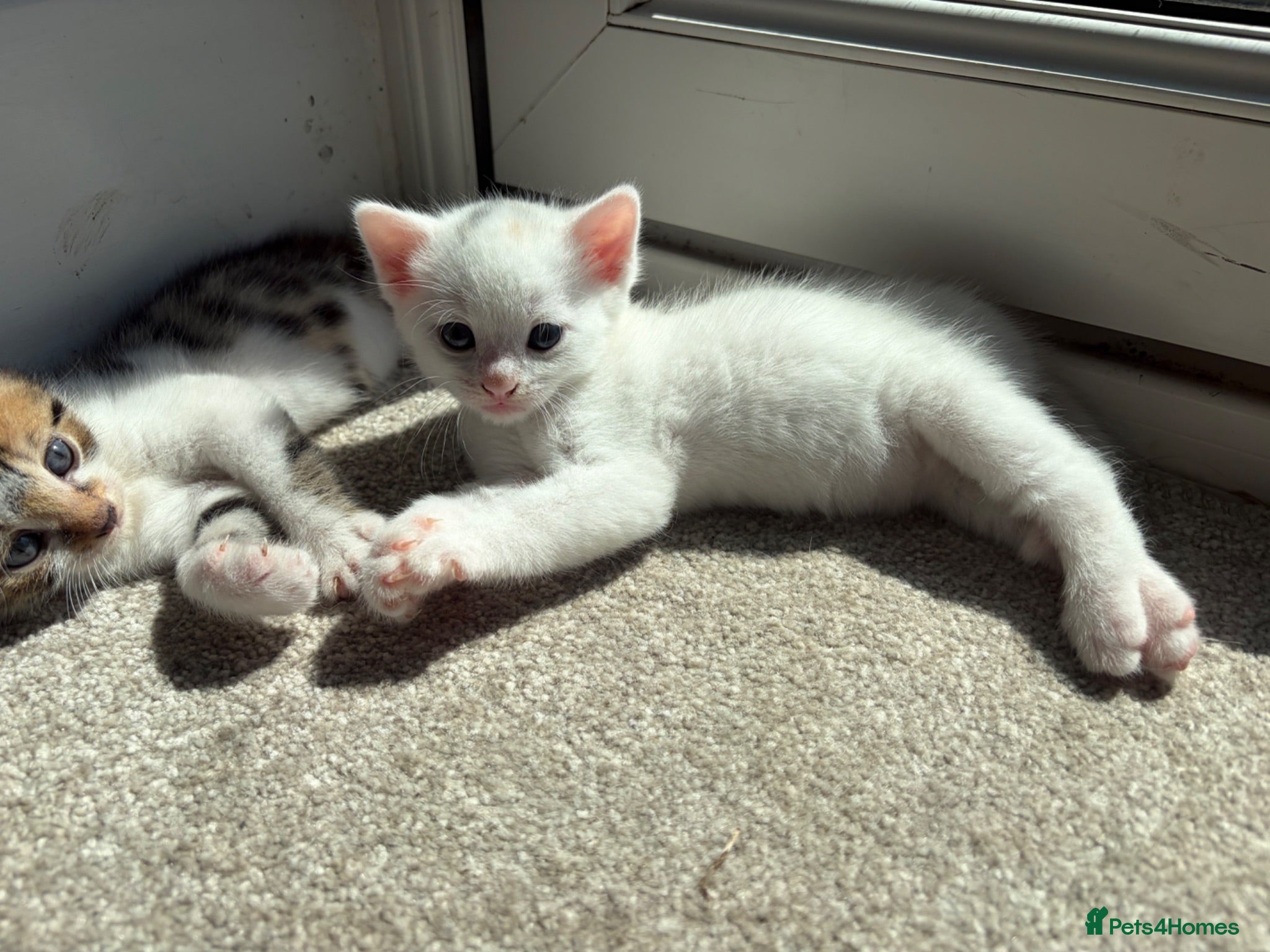 Bengal cats Beautiful Bengal mixed kittens. Ready to leave Aug - Advert 14