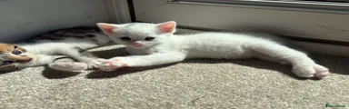 Bengal 4