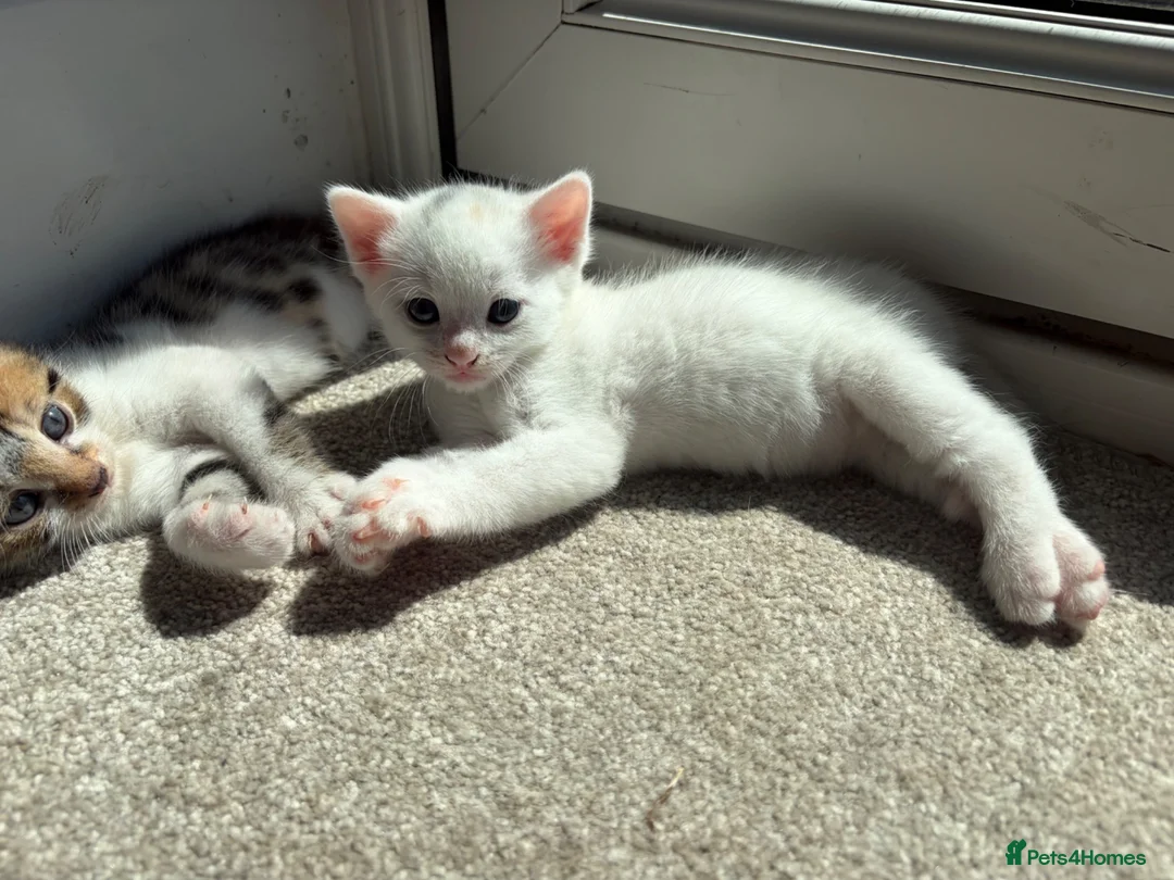 Bengal cats for sale: Beautiful Bengal mixed kittens. Ready to leave Aug - Advert 1