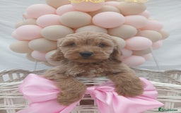 Cockapoo dogs for sale: PRA Clear show type cockapoo puppies  - Image 8