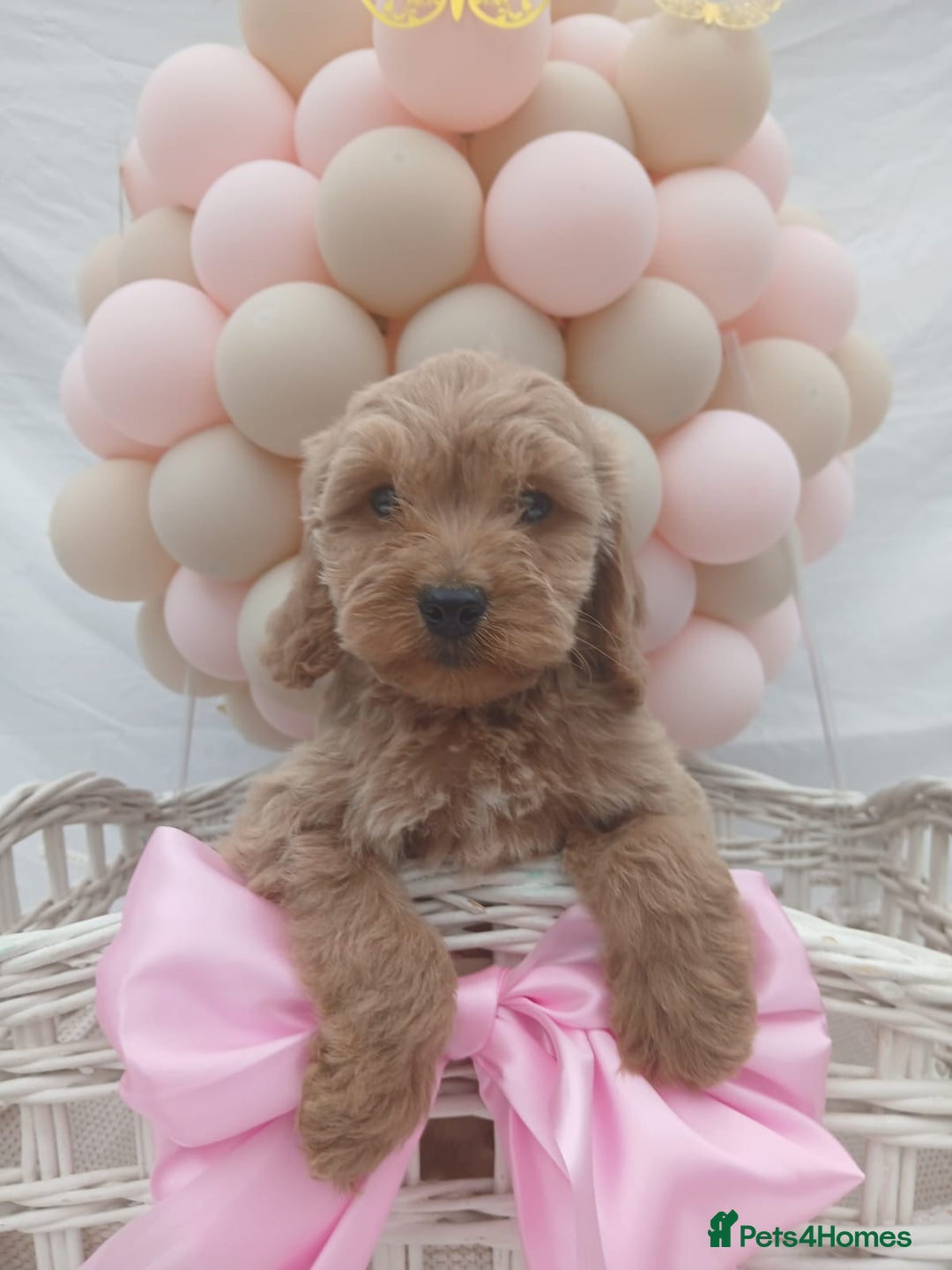 Cockapoo dogs for sale: PRA Clear show type cockapoo puppies  - Image 8