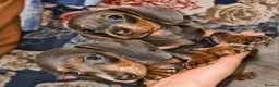 Miniature Dachshund dogs for sale: 🩷MINIATURE Dachshund babies🩷 - Advert 4