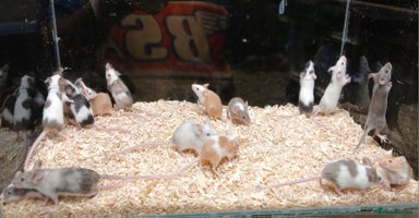 Mouse rodents - Advert 1