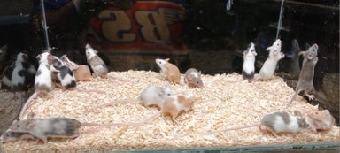 Mouse rodents - Advert 2