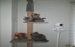 British Shorthair cats for sale: Pedigree British Blue and Tabby Shorthair Kittens - Image 2
