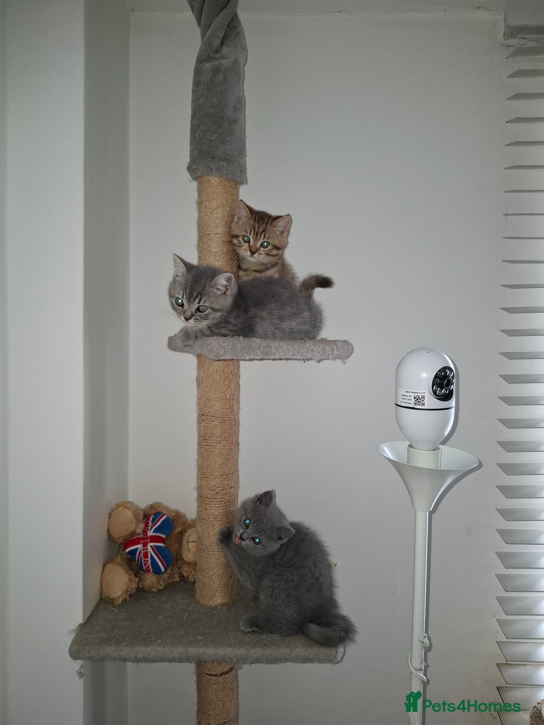 British Shorthair cats for sale: Pedigree British Blue and Tabby Shorthair Kittens - Image 2