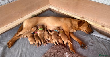 Labrador Retriever dogs - Advert 5