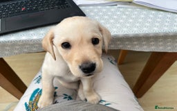 Labrador Retriever dogs for sale: Stunning Labrador pedigree puppies  - Advert 12