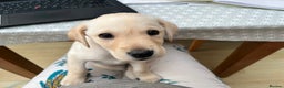 Labrador Retriever dogs for sale: Stunning Labrador pedigree puppies  - Advert 12