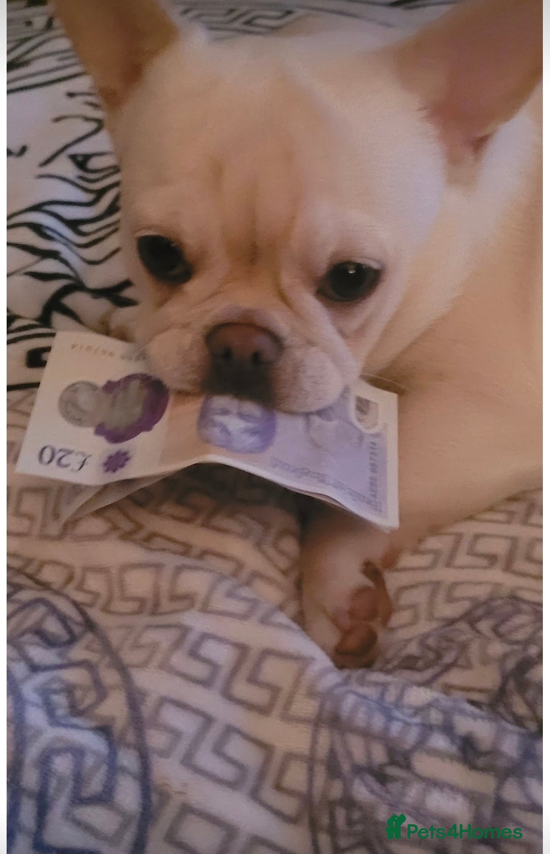 French Bulldog dogs for sale: Lilac merle french bulldogs  - Advert 8