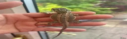 Bearded Dragon reptiles for sale: Super friendly bearded dragons - Advert 11