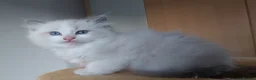 Ragdoll cats for sale: RAGDOLLS BICOLOUR FLUFFY BLUE EYES GIRLS BOY  - Advert 30