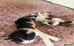Mixed Breed cats for sale: Fluffy Turkish Angora mixed breed kittens  - Image 16