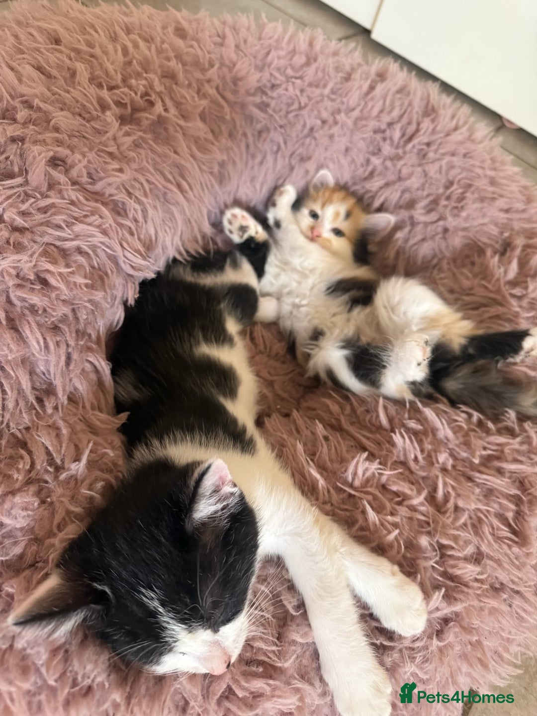 Mixed Breed cats for sale: Fluffy Turkish Angora mixed breed kittens  - Image 16