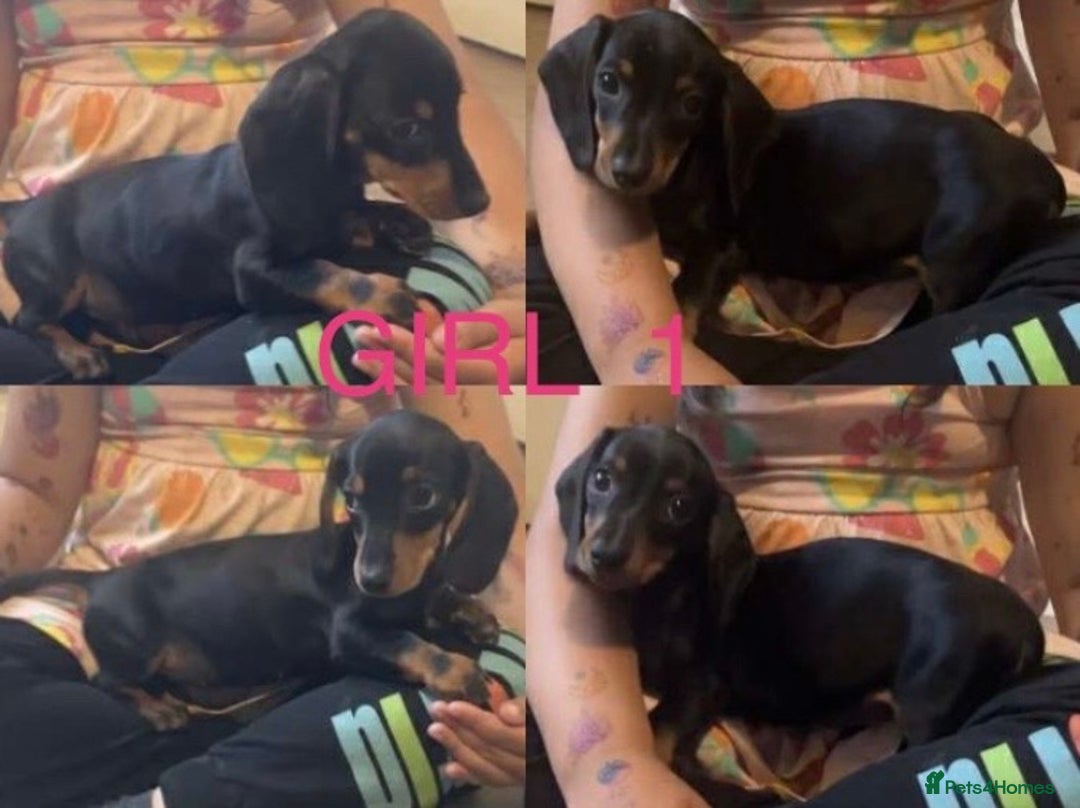 Dachshund dogs for sale: Dachshund - last 2 available (boy&girl) - Image 11