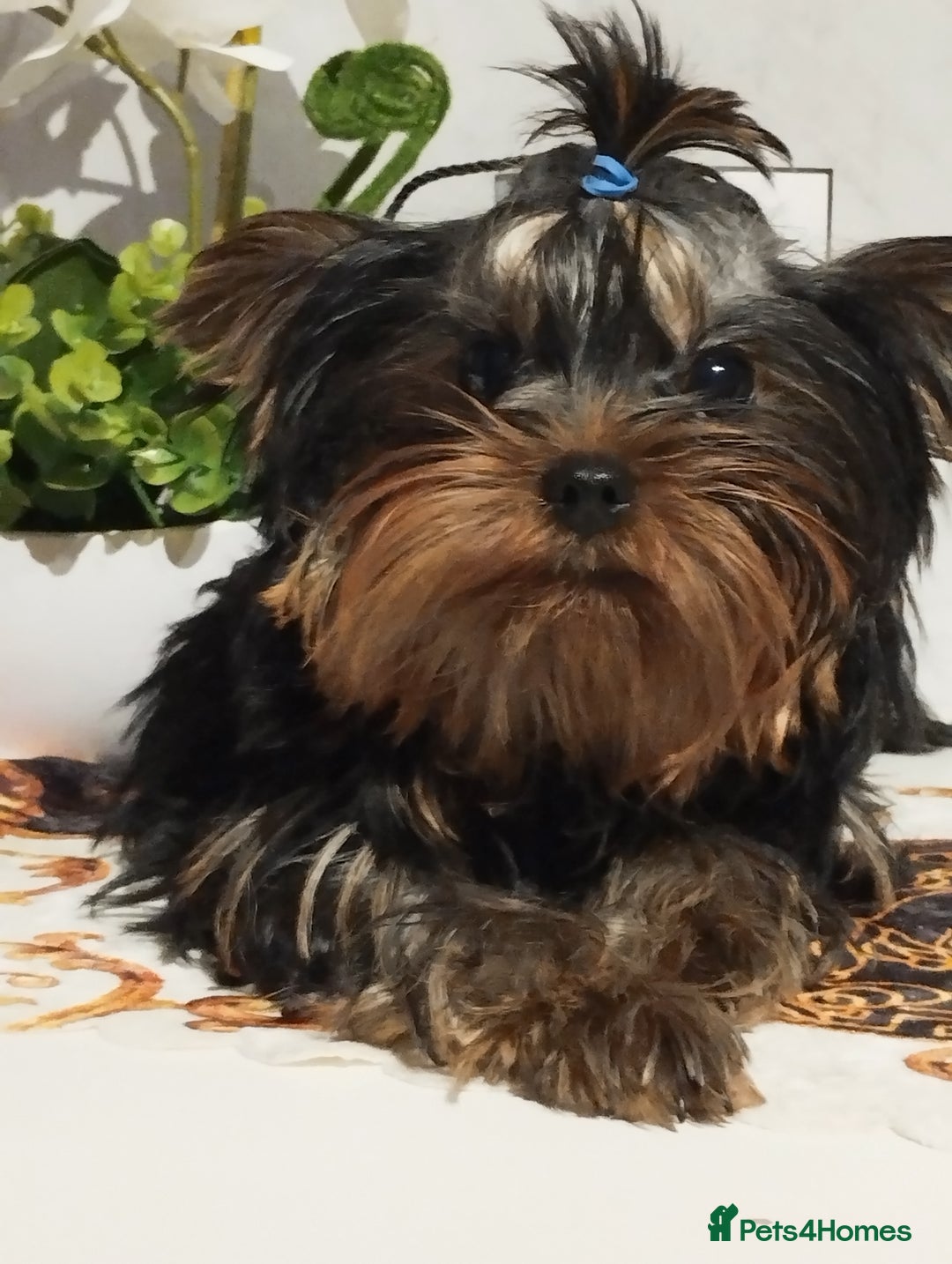 Yorkshire Terrier dogs for sale: 💝💝💝Both sides many champions 💝💝💝 in Leeds - Image 20