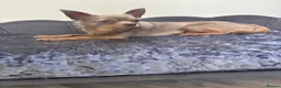 Chihuahua dogs for sale: Lilac KC Reg Chihuahua Stud  - Advert 11