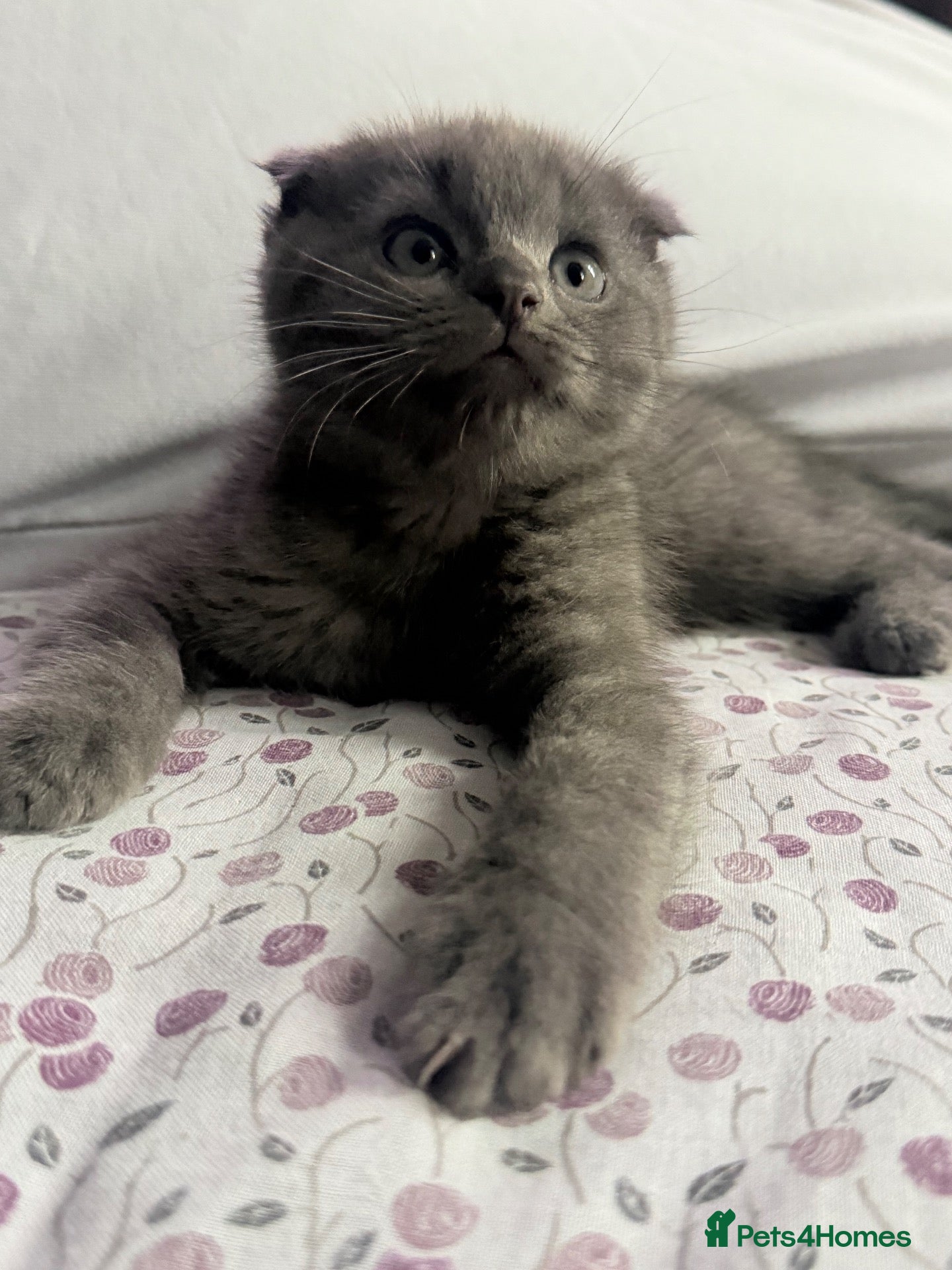 Scottish Fold cats 🚫COCO-FLUFFY GREY SCOTTISH FOLD FEMALE - Advert 1