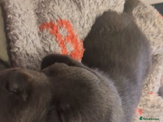 Labrador Retriever dogs Reduced Gorgeous black and silver Labrador puppies - Advert 15