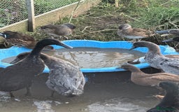 Ducks poultry for sale: Indian Runner Ducks - Image 4