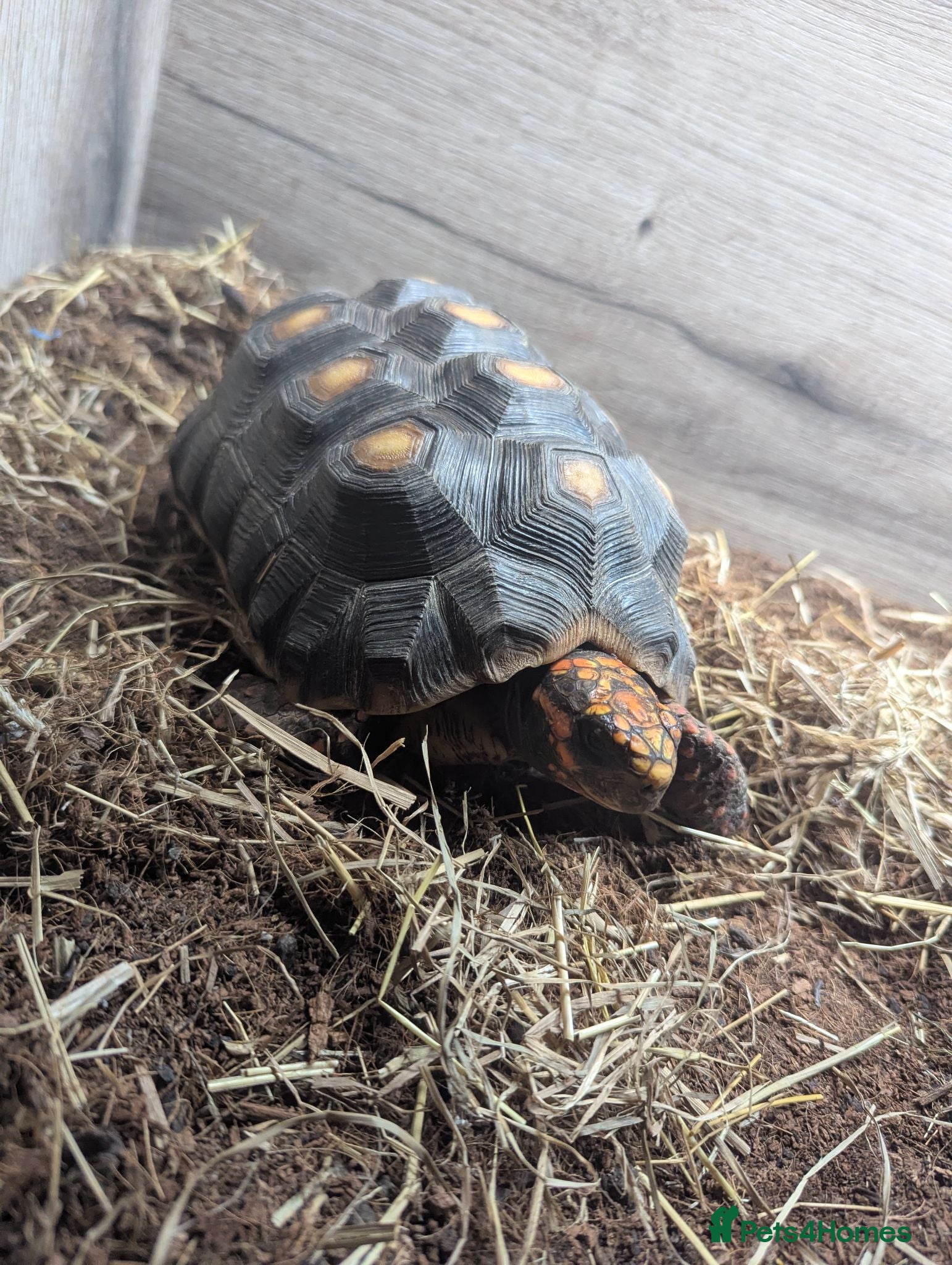 Snake reptiles Female Red foot Tortoise for sale  - Advert 1