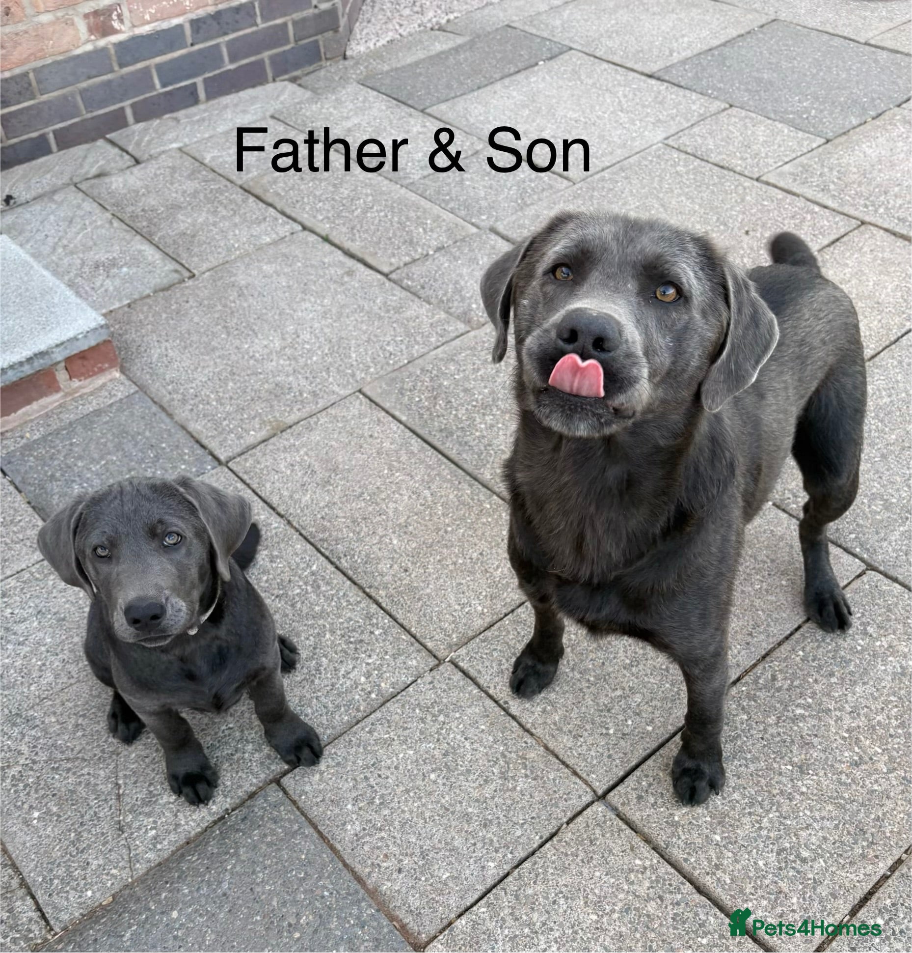 Labrador Retriever dogs Part Puppy Trained KC Charcoal Labrador  - Advert 2