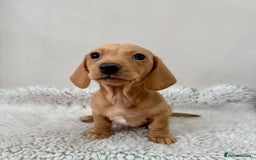 Miniature Dachshund dogs for sale: 🥰 3 cream smooth haired ready 6th November🥰  - Image 15