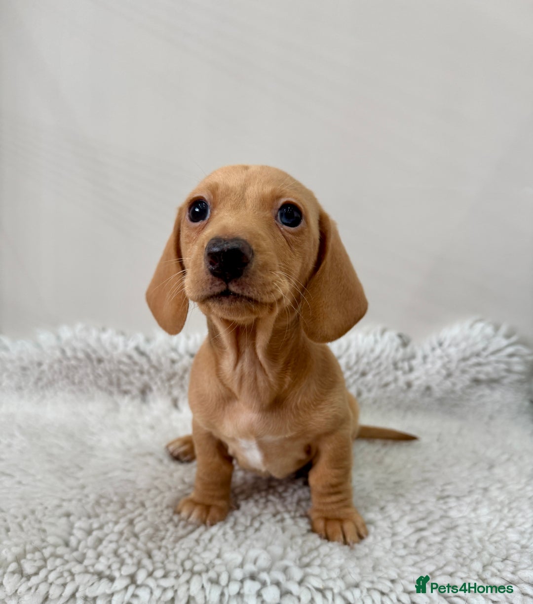 Miniature Dachshund dogs for sale: 🥰 3 cream smooth haired ready 6th November🥰  - Image 15