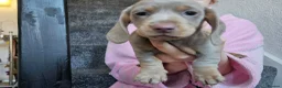 Dachshund dogs for sale: Beautiful miniture Dashounds - Advert 3