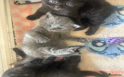 British Shorthair cats for sale: British Shorthair Cross - Image 6