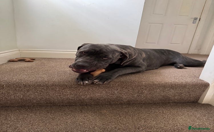 Cane Corso dogs - Advert 3
