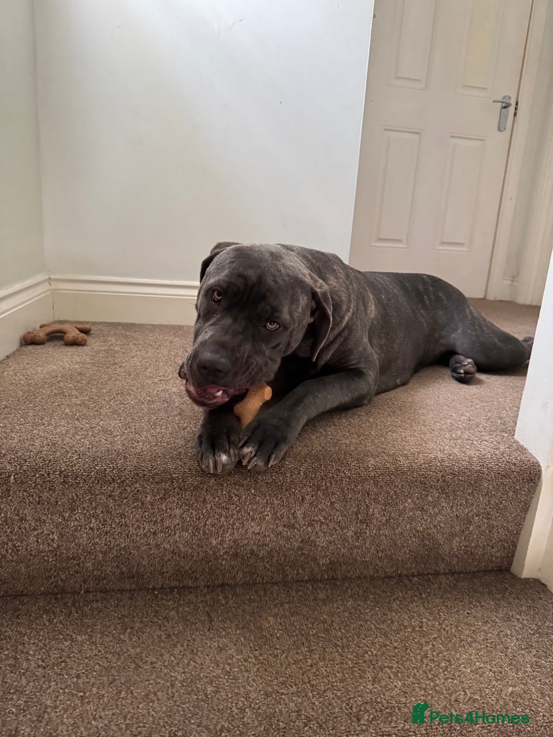 Cane Corso dogs for sale: 11 month old Female Cane Corso  - Image 1