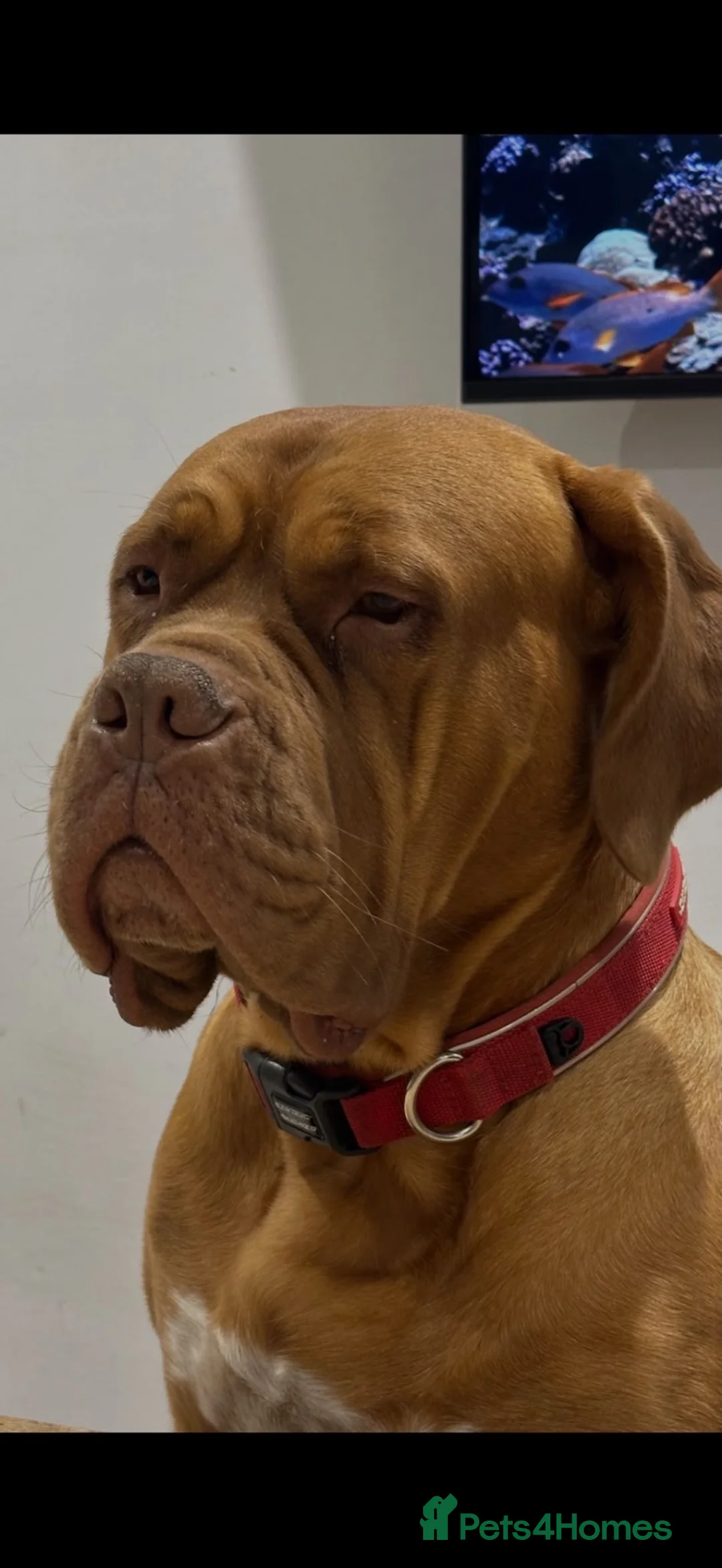 Dogue De Bordeaux dogs for sale: KC Registered Dogue De Bordeaux Puppies  - Advert 2