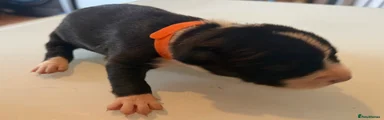 Girl orange collar 