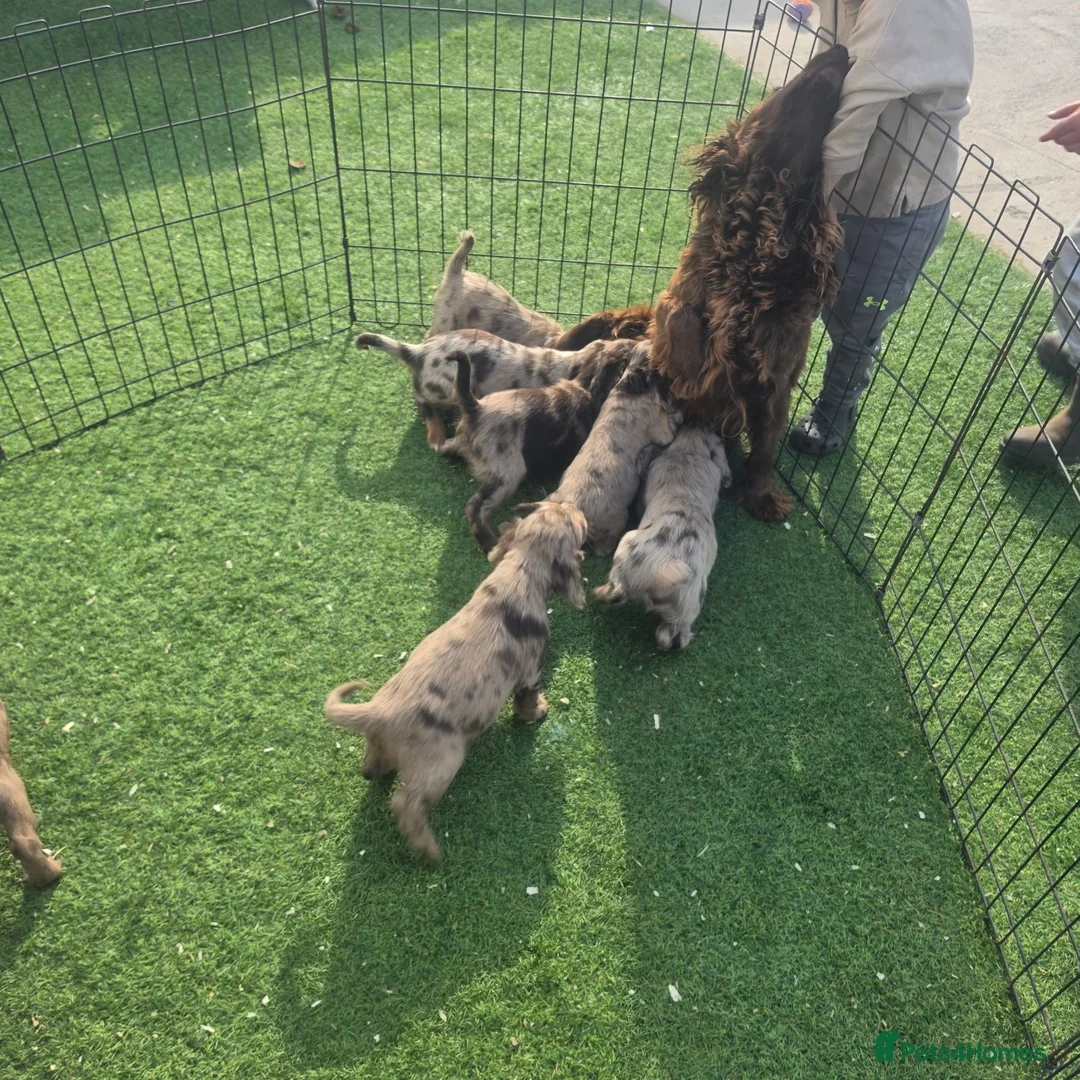 Cocker Spaniel dogs for sale: Working Type Cocker Spaniels - Advert 32