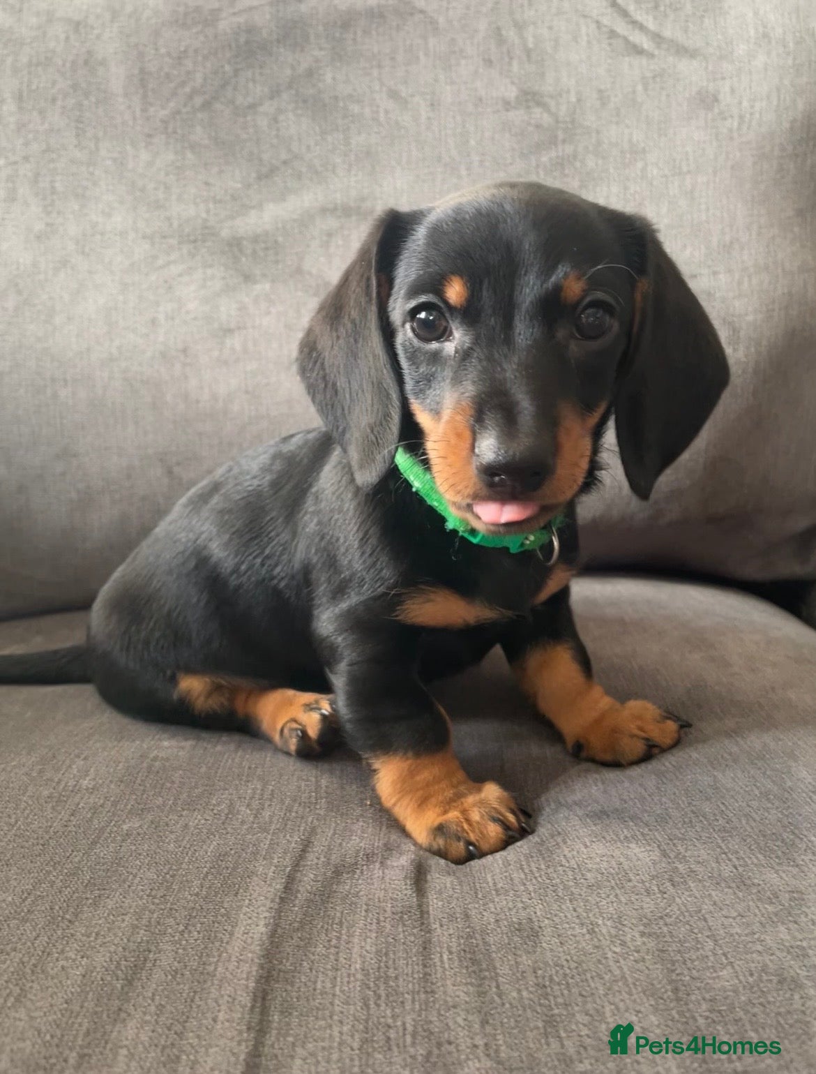 Dachshund dogs Dachshund puppies ready to leave  - Advert 1