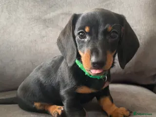 Dachshund dogs Dachshund puppies ready to leave - Advert 1