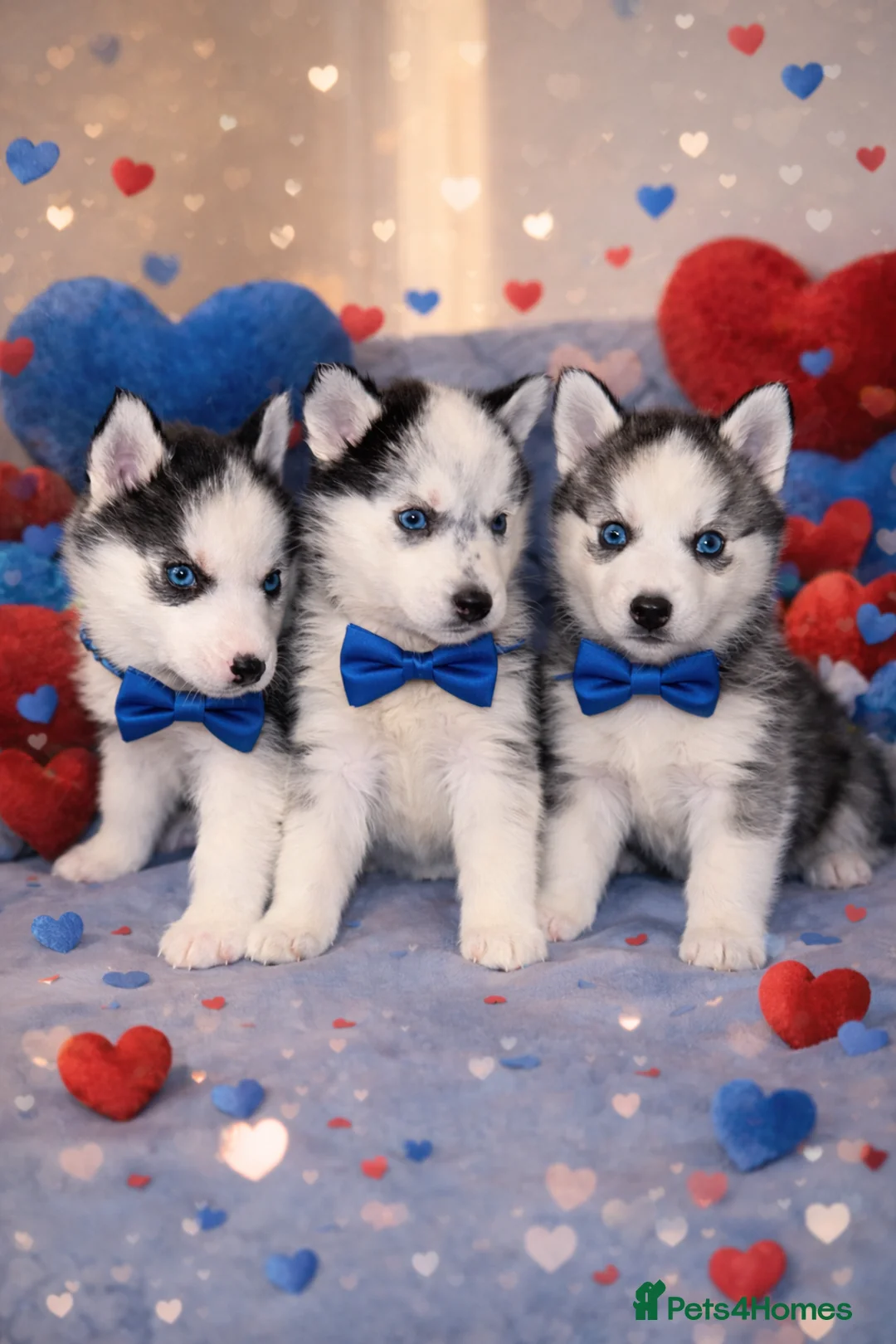Siberian Husky dogs for sale: 3 Stunning Siberian Husky boys with blue eyes 😍 - Advert 1