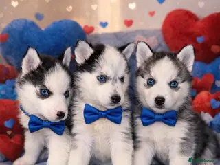 Siberian Husky dogs 3 Stunning Siberian Husky boys with blue eyes 😍 - Advert 10