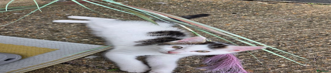 Mixed Breed Kitten 2