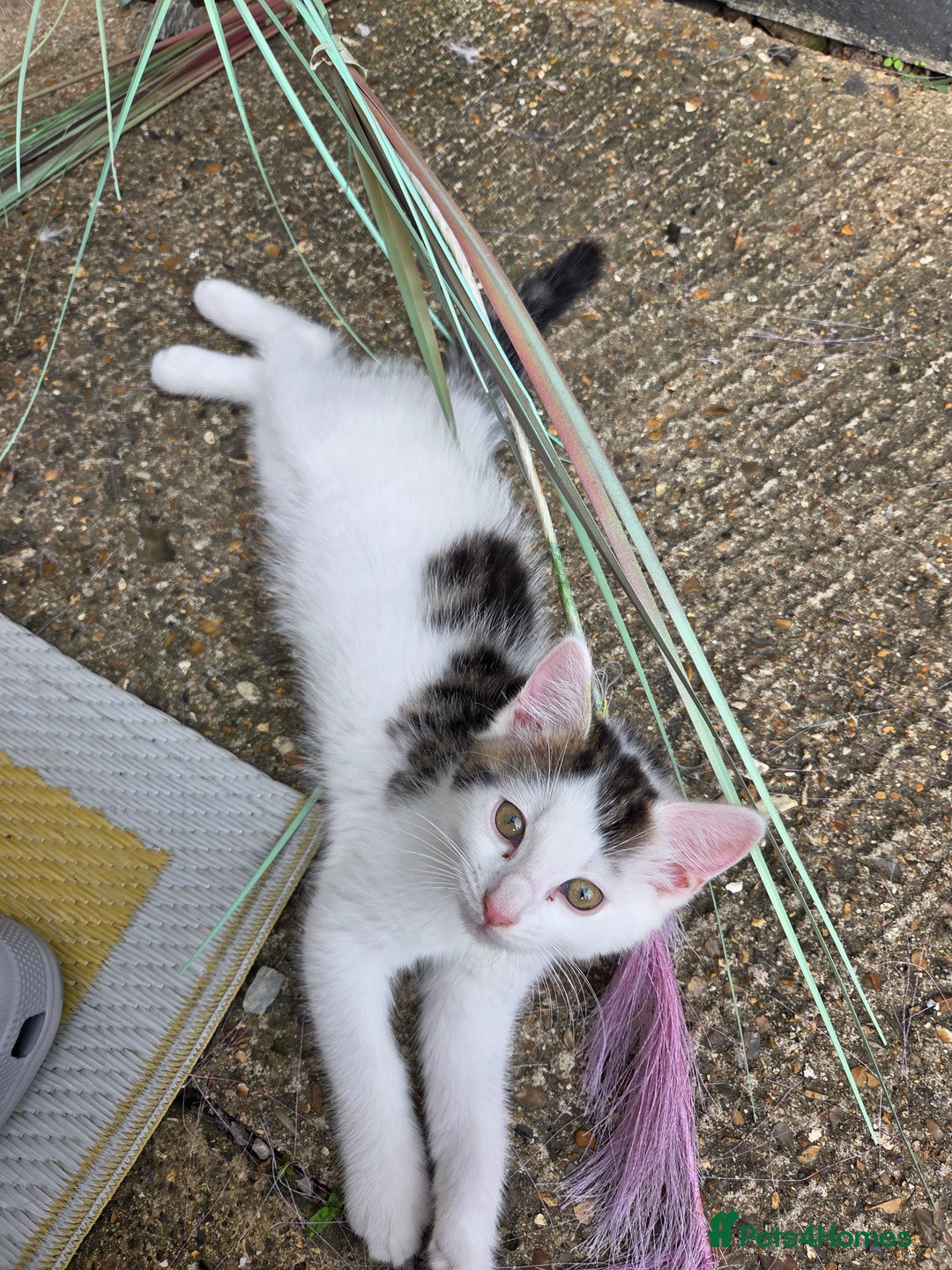 Mixed Breed cats for sale: 3 beautiful kittens  - Image 6