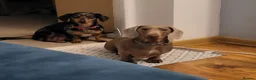 Miniature Dachshund dogs for sale: Mini dachshund short hair  stunning 4 puppies - Advert 6