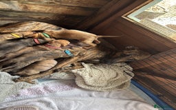 Lurcher dogs for sale: Lurcher Puppies  - Image 6