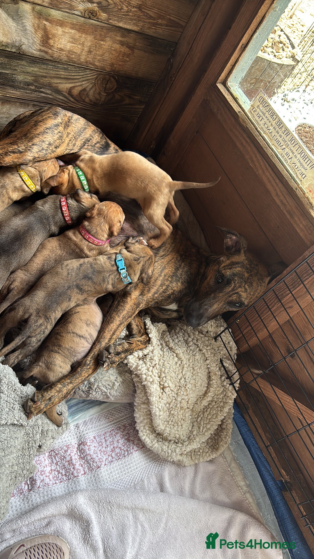 Lurcher dogs for sale: Lurcher Puppies  - Image 6