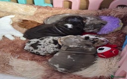 English Bulldog dogs for sale: Amazing English Bulldog Puppies - Image 10