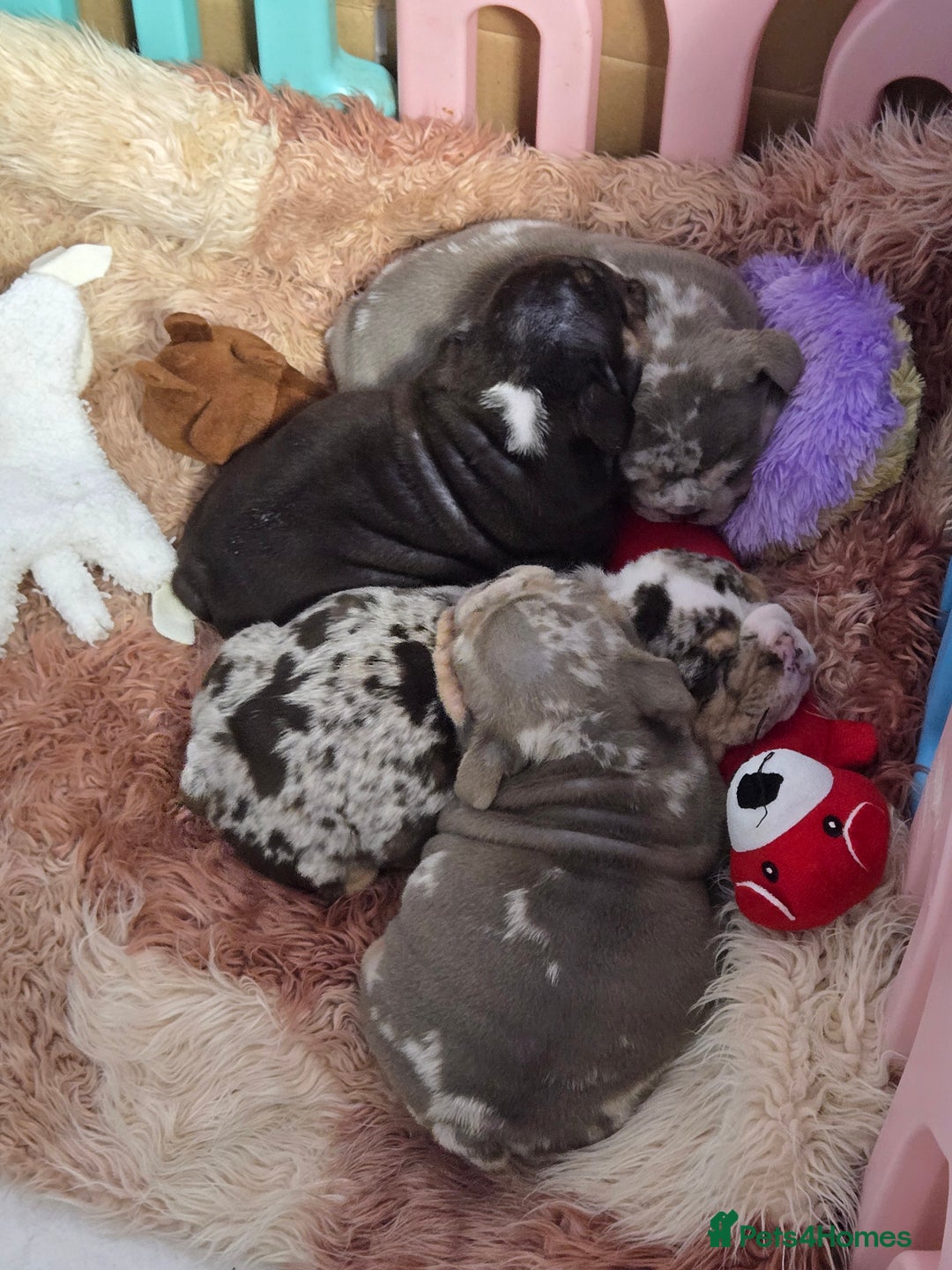 English Bulldog dogs for sale: Amazing English Bulldog Puppies - Image 10