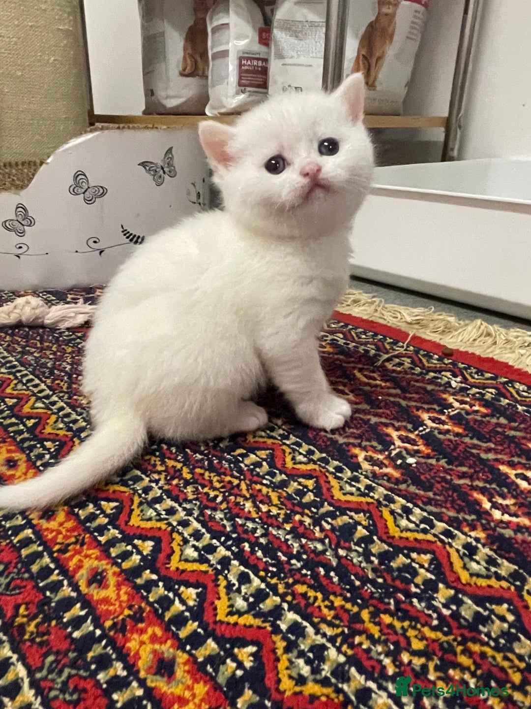 British Shorthair cats for sale: Adorable golden kittens - Advert 24