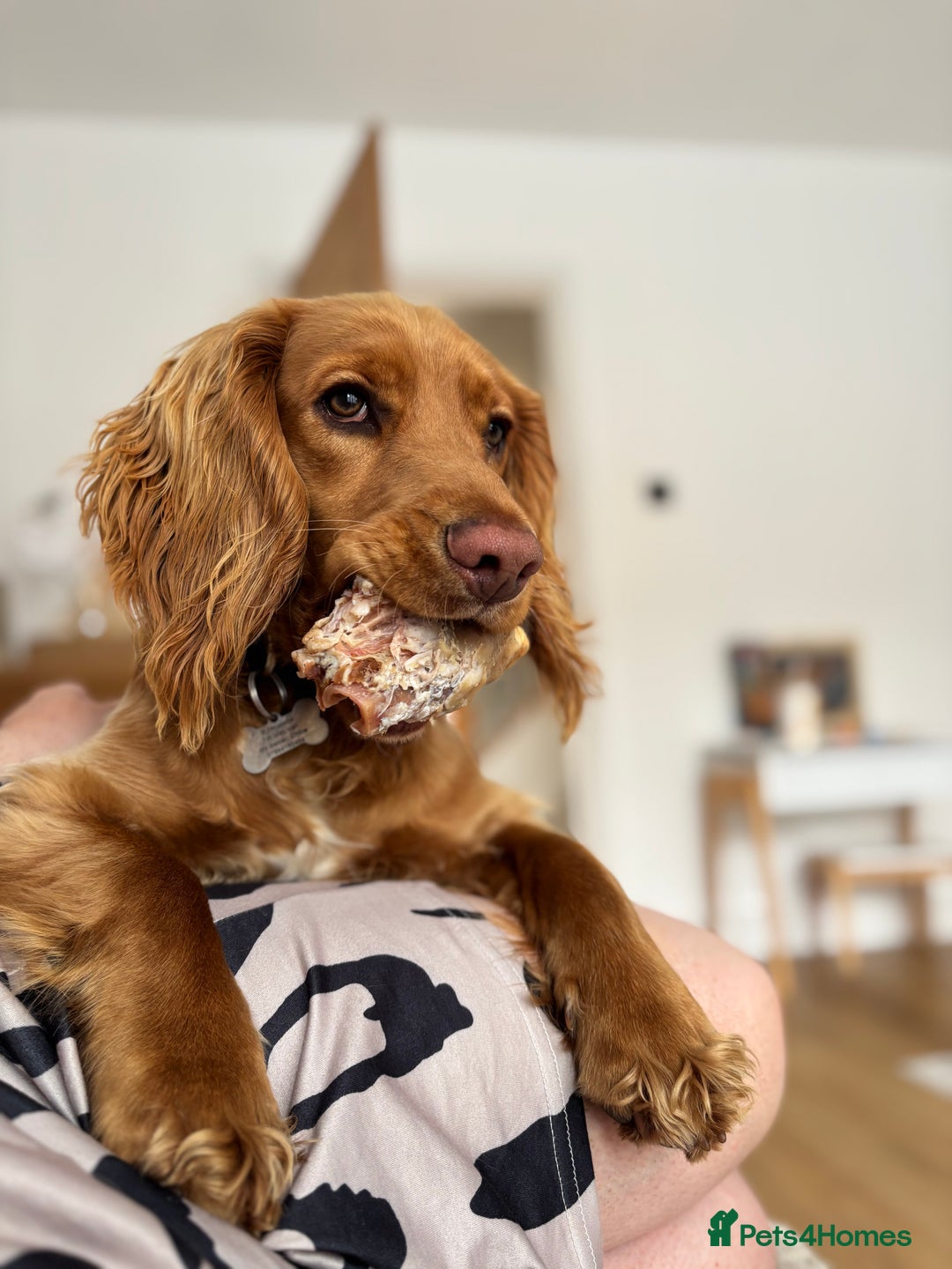 Cocker Spaniel dogs for sale: Cocker spaniel Male 1 year old  - Advert 19